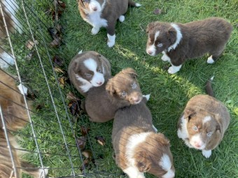 border collie puppy 