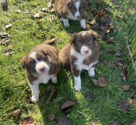 border collie puppy 