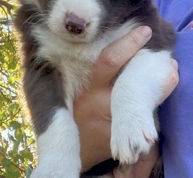 border collie puppy 