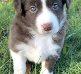 border collie puppy 