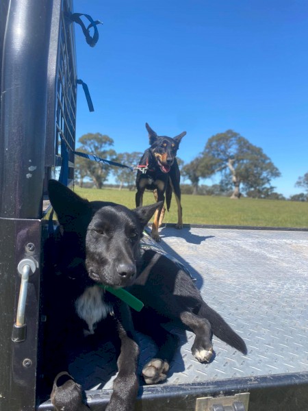 Coco 18months female 