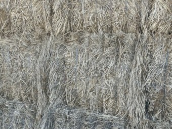 Windrowed Wheat Straw