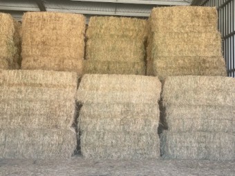 Large Lucerne Bales