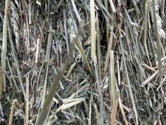 35mt Lucerne Wheaten Mixed Hay 8x4x3 Bales