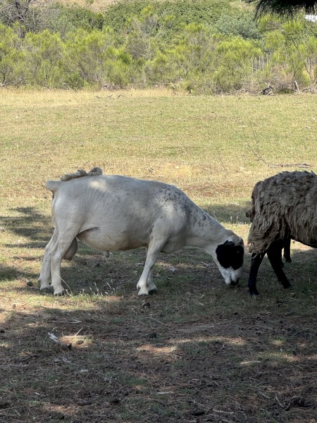Dorper sheep