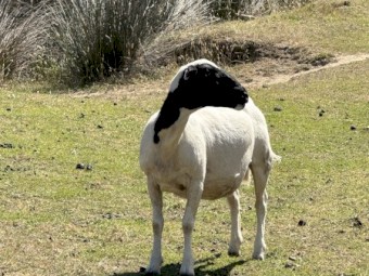Dorper sheep
