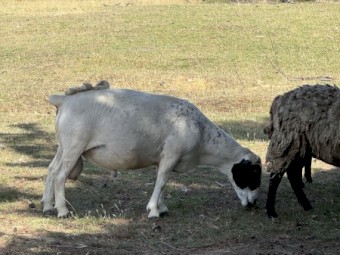 Dorper sheep
