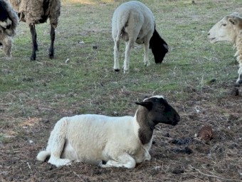 Dorper sheep