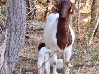 "GOATS" Boer Doe's and Kids