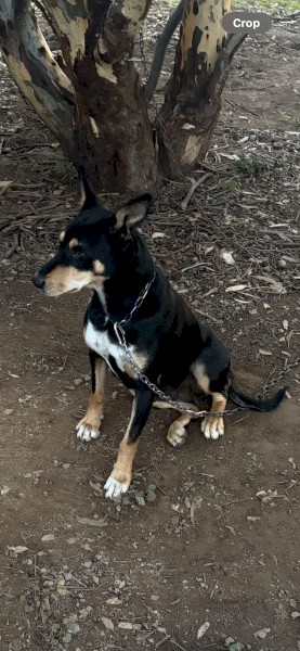 2 Year Old Trained Working Kelpie. 