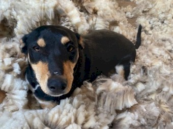 2 Year Old Trained Working Kelpie. 