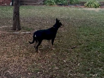 2 Year Old Trained Working Kelpie. 