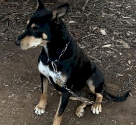 2 Year Old Trained Working Kelpie. 