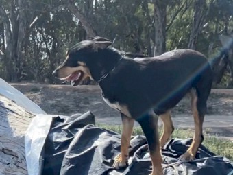 2 Year Old Trained Working Kelpie. 