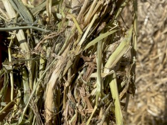 Wheat Hay