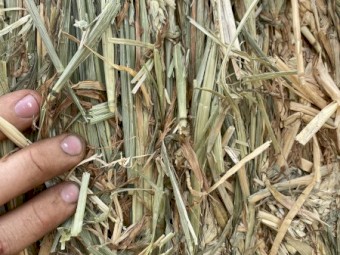 300mt Beardless Wheaten Hay 8x4x3 Bales