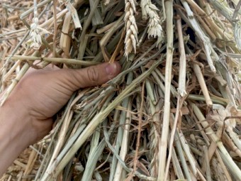 300mt Beardless Wheaten Hay 8x4x3 Bales