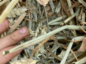 300mt Beardless Wheaten Hay 8x4x3 Bales