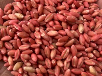 8mt Vixen Wheat Seed