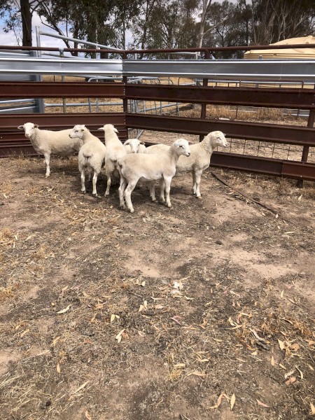 Aussie white Ram lambs