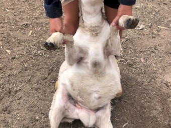 Aussie white Ram lambs