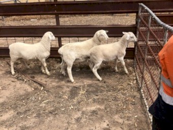 Aussie white Ram lambs