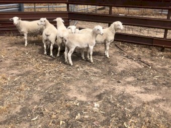 Aussie white Ram lambs