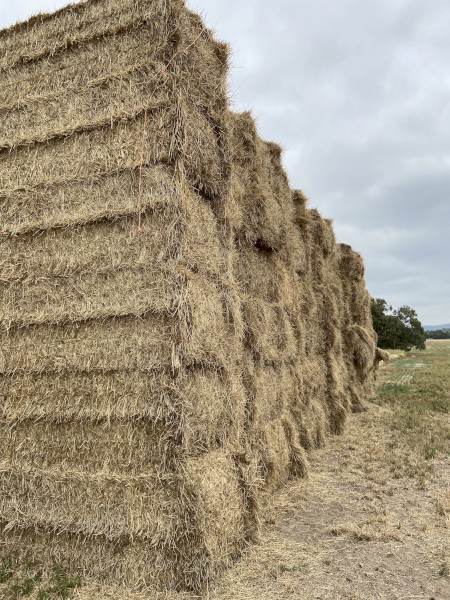 100mt Wheat and Ryegrass Hay 680kg 8x4x3 Bales