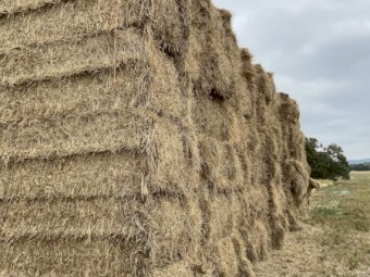 100mt Wheat and Ryegrass Hay 680kg 8x4x3 Bales