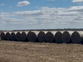 5x4 Sorghum rounds 