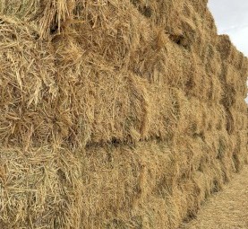 300mt Oaten Hay 650kg 8x4x3 Bales