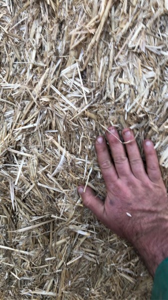 Wheat Straw (Header Trail)