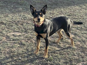 Annie the Kelpie looking for a working home