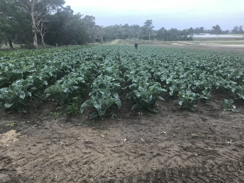 WANTED Land for sale in Bathurst Region for Vegetable Production