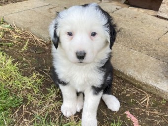 Border Collie