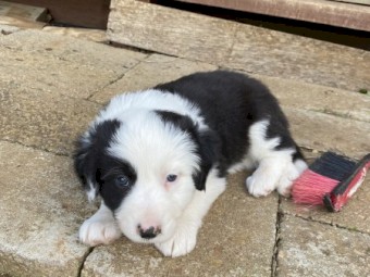 Border Collie