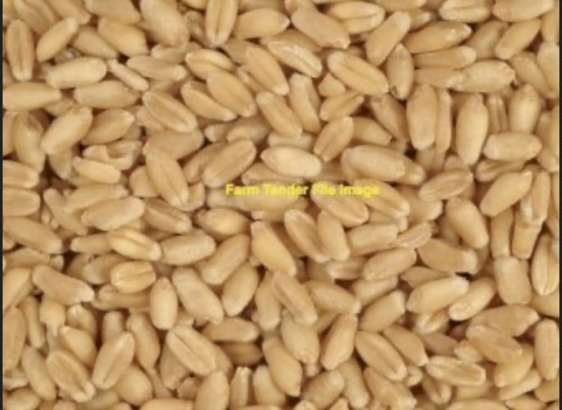 Kittyhawk Wheat