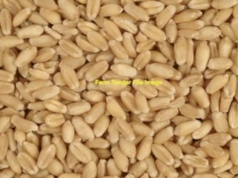 Kittyhawk Wheat