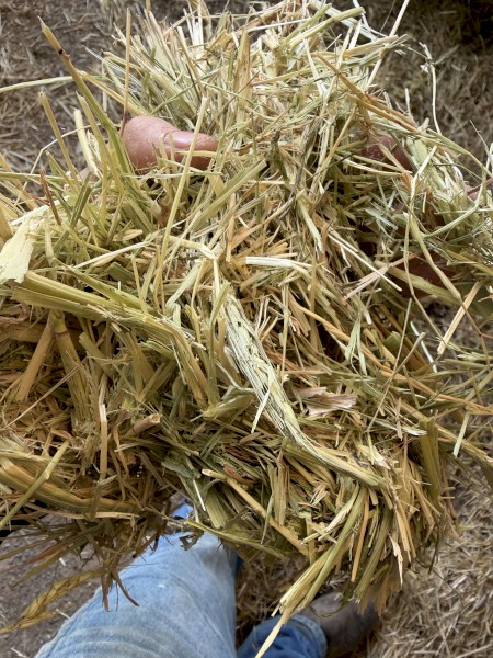 150mt Barley Hay 8x4x3 Bales