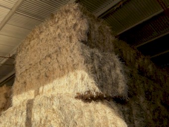 150mt Barley Hay 8x4x3 Bales