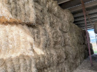 150mt Barley Hay 8x4x3 Bales