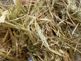 150mt Barley Hay 8x4x3 Bales