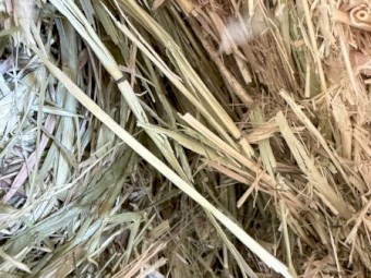 150mt Barley Hay 8x4x3 Bales