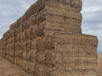 Vetch Hay 8x4x3 Bales