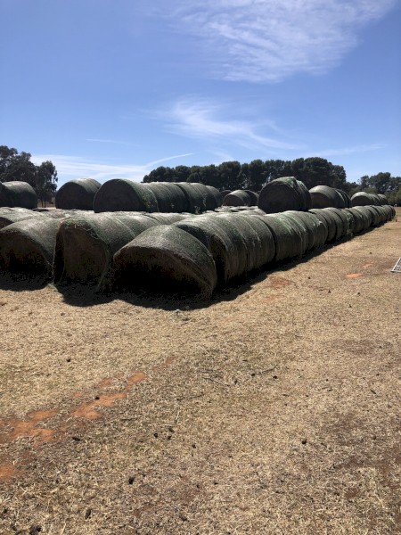 Lucerne / Umbrella Grass Hay