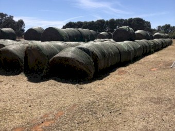 Lucerne / Umbrella Grass Hay