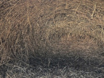 Lucerne / Umbrella Grass Hay