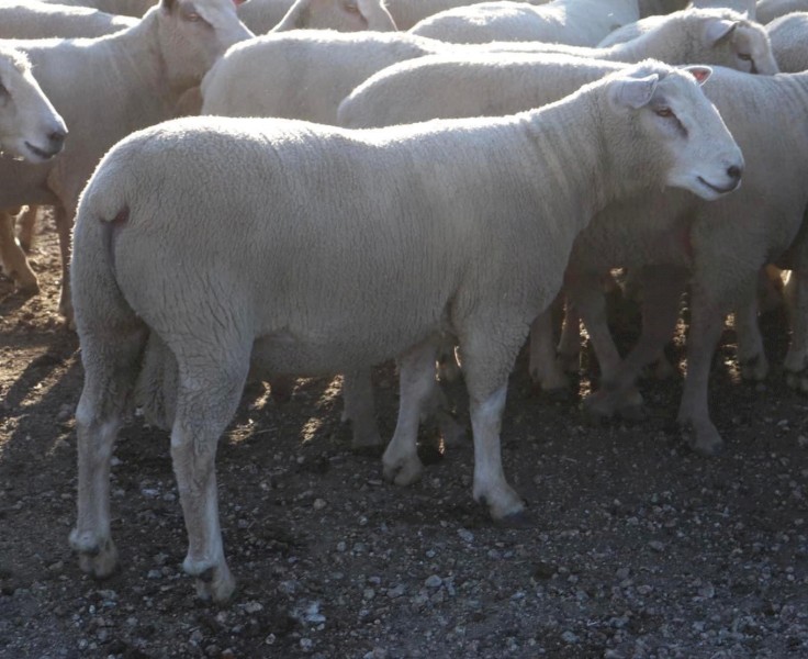  ClearHills Top Quality Southdown and Charollais Rams