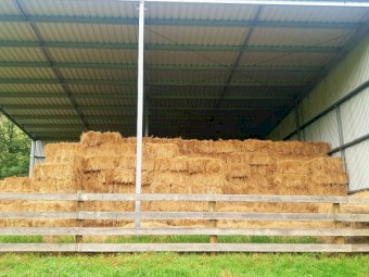 Small square mix rye clover grass bales