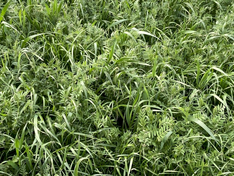 Vetch, Wheat and Ryegrass Silage